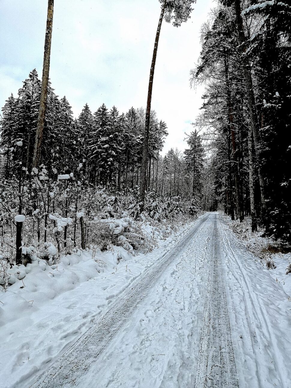 Cesta lesem jako symbol hledání vnitřní jasnosti a směru